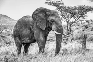Black and white shot of African bush elephant walking on the savanna in Tanzania Black and white shot of African bush elephant walking on the savanna in Tanzania