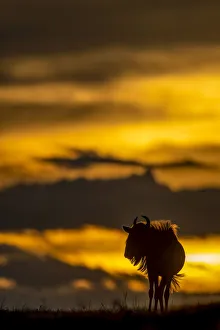 Blue wildebeest stands on sunset horizon silhouetted, Serengeti, Tanzania Blue wildebeest stands on sunset horizon silhouetted, Serengeti, Tanzania