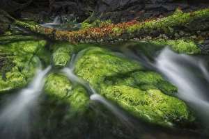 Brightly Coloured Algae Lines The Rocks As A Stream Comes Out Of The Forest In The Ocean; Haida Gwaii, British Columbia Brightly Coloured Algae Lines The Rocks As A Stream Comes Out Of The Forest In The Ocean; Haida Gwaii, British Columbia
