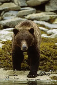 Brown Bear Walking Into River On Shoreline Sw Ak Summer Geographic Harbor Brown Bear Walking Into River On Shoreline Sw Ak Summer Geographic Harbor