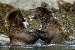 Two Brown Bears Fighting In River Geographic Harbor Ak Sw Summer Two Brown Bears Fighting In River Geographic Harbor Ak Sw Summer