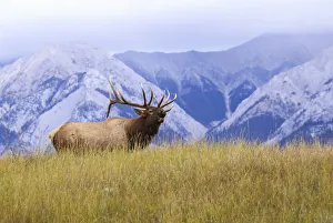 Bull Elk (Cervus Canadensis) Bugling, Jasper National Park; Alberta, Canada Bull Elk (Cervus Canadensis) Bugling, Jasper National Park; Alberta, Canada