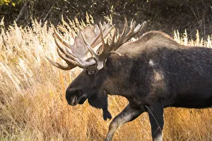 Bull Moose (Alces Alces) With Antlers, South-Central Alaska; Anchorage, Alaska, United Bull Moose (Alces Alces) With Antlers, South-Central Alaska; Anchorage, Alaska, United