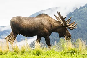 Bull Moose (Alces Alces) With Antlers In Velvet, Captive In Alaska Wildlife Conservation Bull Moose (Alces Alces) With Antlers In Velvet, Captive In Alaska Wildlife Conservation