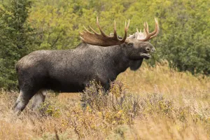 Bull Moose (Alces Alces) In The Rutting Period, Powerline Pass Bull Moose (Alces Alces) In The Rutting Period, Powerline Pass