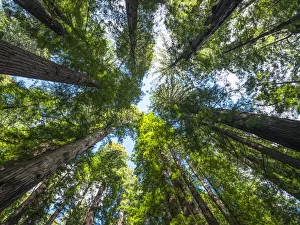 California Redwoods, USA California Redwoods, USA