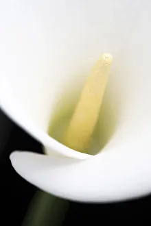 Close Up Of Blurred Centre Of White Arum Or Calla Lily (Zantedeschia Aethiopica) Close Up Of Blurred Centre Of White Arum Or Calla Lily (Zantedeschia Aethiopica)