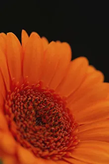 Close Up Of The Centre Of An Orange Gerbera With The Petals Slightly Out Of Focus Against A Black Background; London Close Up Of The Centre Of An Orange Gerbera With The Petals Slightly Out Of Focus Against A Black Background; London