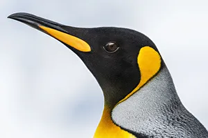 Close Up Of The Head Of A King Penguin (Aptenodytes Patagonicus) With A Black Head And Grey Back With An Orange Beak Close Up Of The Head Of A King Penguin (Aptenodytes Patagonicus) With A Black Head And Grey Back With An Orange Beak