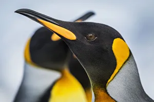 Close Up Of King Penguin (Aptenodytes Patagonicus) With Others Behind; Antarctic Close Up Of King Penguin (Aptenodytes Patagonicus) With Others Behind; Antarctic
