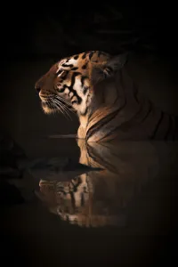Close-up of Bengal tiger in water hole Close-up of Bengal tiger in water hole