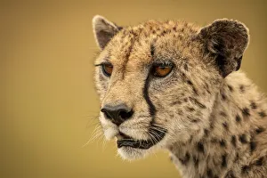 Close-up of female cheetah with bokeh background Close-up of female cheetah with bokeh background