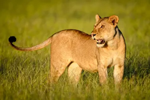 Close-up of lioness standing in the long grass with head turned in Tanzania Close-up of lioness standing in the long grass with head turned in Tanzania