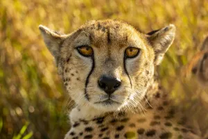 Close-up portrait of a cheetah lying in the grass looking at the camera in Tanzania Close-up portrait of a cheetah lying in the grass looking at the camera in Tanzania