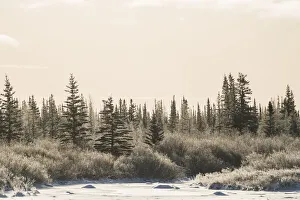 Cold afternoon along the coast line of Hudson Bay. The trees have a thin layer of frost on them; Churchill, Manitoba Cold afternoon along the coast line of Hudson Bay. The trees have a thin layer of frost on them; Churchill, Manitoba