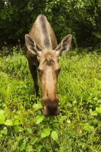Cow Moose (Alces Alces), Close Up With A Wide Angle Lense, South-Central Alaska; Alaska Cow Moose (Alces Alces), Close Up With A Wide Angle Lense, South-Central Alaska; Alaska