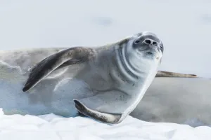 Crabeater Seal (Lobodon Carcinophaga) On Ice Looking At Camera; Antarctica Crabeater Seal (Lobodon Carcinophaga) On Ice Looking At Camera; Antarctica