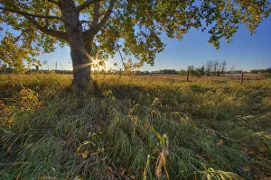 Early Evening Under An Old Poplar Tree North Of Edmonton, Alberta Early Evening Under An Old Poplar Tree North Of Edmonton, Alberta