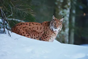 Eurasian lynx in snow, Bavarian Forest National Park, Bavaria, Germany Eurasian lynx in snow, Bavarian Forest National Park, Bavaria, Germany