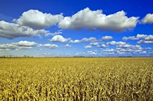 Field Of Feed/Grain Corn Stretches To The Horizon, A Sky Filled With Cumulus Clouds Field Of Feed/Grain Corn Stretches To The Horizon, A Sky Filled With Cumulus Clouds