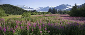 Field Of Fireweed With Coast Mountains And Mendenall Glacier In Background Near Juneau Field Of Fireweed With Coast Mountains And Mendenall Glacier In Background Near Juneau