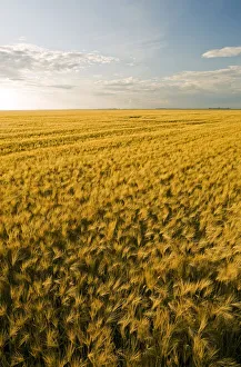 Field Of Maturing Barley Stretches To The Horizon, Near Dugald, Manitoba Field Of Maturing Barley Stretches To The Horizon, Near Dugald, Manitoba