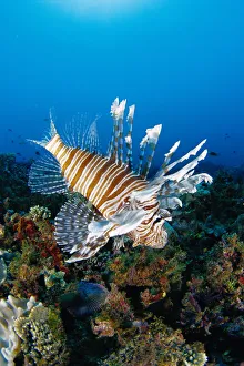 Fiji, Close-Up Side View Lionfish Over Coral Reef With Blue Ocean (Pterois Volitans) Fiji, Close-Up Side View Lionfish Over Coral Reef With Blue Ocean (Pterois Volitans)