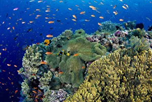 Fiji, Reef Scene With Orange-Fin Anemonefish In Anemone School Lyretail Anthias Amphiprion Fiji, Reef Scene With Orange-Fin Anemonefish In Anemone School Lyretail Anthias Amphiprion