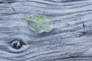 Frost covered log and leaf along mackenzie beach at sunrise; Tofino, british columbia, canada Frost covered log and leaf along mackenzie beach at sunrise; Tofino, british columbia, canada
