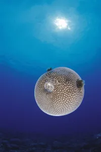 Hawaii, Spotted Pufferfish Expanded Float, Blue Ocean Sunburst Arothron Meleagris D1873 Hawaii, Spotted Pufferfish Expanded Float, Blue Ocean Sunburst Arothron Meleagris D1873