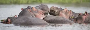 Two Hippos (Hippopotamus Amphibius) In A Group In A Lake, Resting Their Heads On The Back Of Another Hippopotamus Two Hippos (Hippopotamus Amphibius) In A Group In A Lake, Resting Their Heads On The Back Of Another Hippopotamus