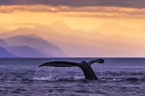 Humpback Whale (Megaptera Novaeangliae) At Sunset, Lynn Canal, Chilkat Mountains Humpback Whale (Megaptera Novaeangliae) At Sunset, Lynn Canal, Chilkat Mountains
