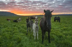Icelandic horses walking in a grass field at sunset; Hofsos, Iceland Icelandic horses walking in a grass field at sunset; Hofsos, Iceland