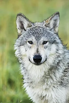 Immature Female Wolf (Canis Lupus), Captive At The Alaska Wildlife Conservation Center Immature Female Wolf (Canis Lupus), Captive At The Alaska Wildlife Conservation Center