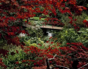 Japanese Garden, Through Acer In Autumn, Powerscourt Gardens, Co Wicklow, Ireland Japanese Garden, Through Acer In Autumn, Powerscourt Gardens, Co Wicklow, Ireland