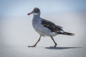 A Juvenile Dolphin Gull (Leucophaeus Scoresbii) Walks On A Sandy Beach In The Sunshine With The Sea In The Background A Juvenile Dolphin Gull (Leucophaeus Scoresbii) Walks On A Sandy Beach In The Sunshine With The Sea In The Background