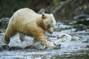 Kermode Bear (Ursus americanus kermodei), also known as the Spirit Bear, fishing in the Great Bear Rainforest Kermode Bear (Ursus americanus kermodei), also known as the Spirit Bear, fishing in the Great Bear Rainforest