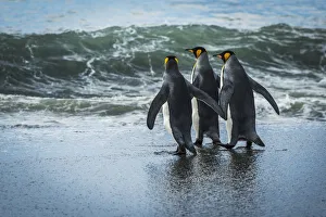 Three King Penguins (Aptenodytes Patagonicus) Walking On Sandy Beach; Antarctica Three King Penguins (Aptenodytes Patagonicus) Walking On Sandy Beach; Antarctica