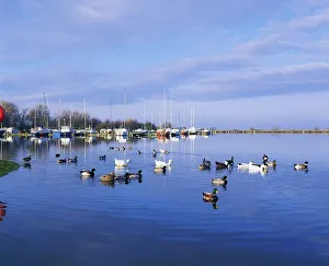 Kinnego Marina, Lough Neagh, Co Antrim, Ireland; Ducks Swimming By A Marina Kinnego Marina, Lough Neagh, Co Antrim, Ireland; Ducks Swimming By A Marina
