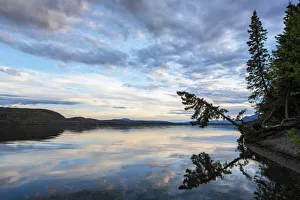 Lake reflecting a conifer tree hanging over the shoreline at sunset, Carmacks, Yukon, Canada Lake reflecting a conifer tree hanging over the shoreline at sunset, Carmacks, Yukon, Canada