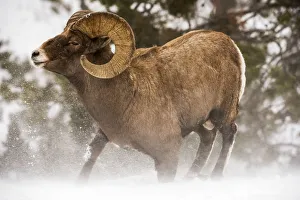 Large Bighorn Ram (Ovis Canadensis) Kneeling Down Into Blowing Snow, Shoshone National Large Bighorn Ram (Ovis Canadensis) Kneeling Down Into Blowing Snow, Shoshone National