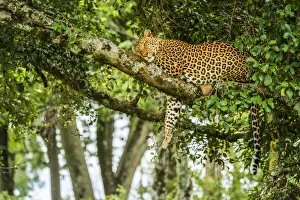 Leopard sleeping on tree branch with leg dangling down in Kenya Leopard sleeping on tree branch with leg dangling down in Kenya