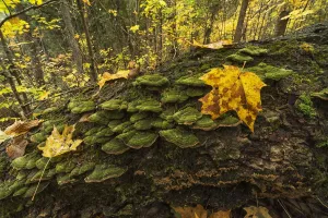 Lichen Covered Fallen Log Along The Track And Tower Trail In Algonquin Park In Autumn; Ontario, Canada Lichen Covered Fallen Log Along The Track And Tower Trail In Algonquin Park In Autumn; Ontario, Canada