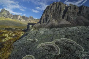 Lichen Covers A Rock In Unique Patterns While Large Granite Peaks Rise Above The Tundra Of Tombstone Territorial Park Lichen Covers A Rock In Unique Patterns While Large Granite Peaks Rise Above The Tundra Of Tombstone Territorial Park