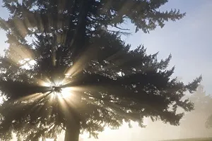 Light Through Tree, Willamette Valley, Oregon, United States Of America Light Through Tree, Willamette Valley, Oregon, United States Of America