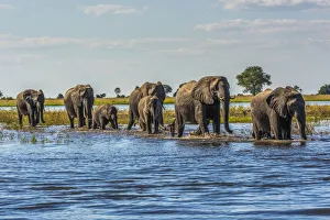 Line Of Elephants (Loxodonta Africana) Crossing River In Sunshine; Botswana Line Of Elephants (Loxodonta Africana) Crossing River In Sunshine; Botswana