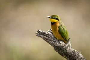 Little bee-eater on dead branch facing left, Serengeti, Tanzania Little bee-eater on dead branch facing left, Serengeti, Tanzania