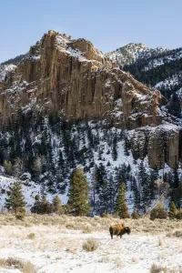 Lone American Bison (Bison Bison) Standing In Snowy Meadow With Rugged Cliffs In Lone American Bison (Bison Bison) Standing In Snowy Meadow With Rugged Cliffs In