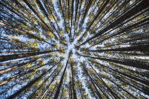 Looking Up At The Tree Tops Of The Pine Trees In The Forests Of Algonquin Park; Ontario, Canada Looking Up At The Tree Tops Of The Pine Trees In The Forests Of Algonquin Park; Ontario, Canada