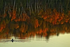 Loon In Opeongo Lake With Reflection Of Trees In Water, Algonquin Park, Ontario Loon In Opeongo Lake With Reflection Of Trees In Water, Algonquin Park, Ontario